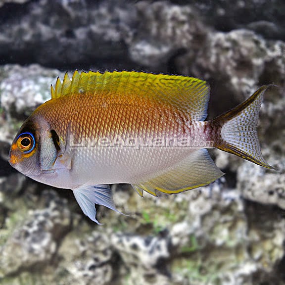 genicanthus semifasciatus