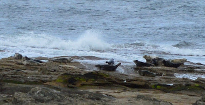 An Easy 4 Mile Coastal Walk - Whitley Bay to St Mary's Island (plus a Seal sighting)