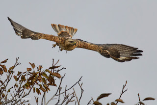 Busardo moro, ratonero moro, Buteo rufinus, Long-legged Buzzard