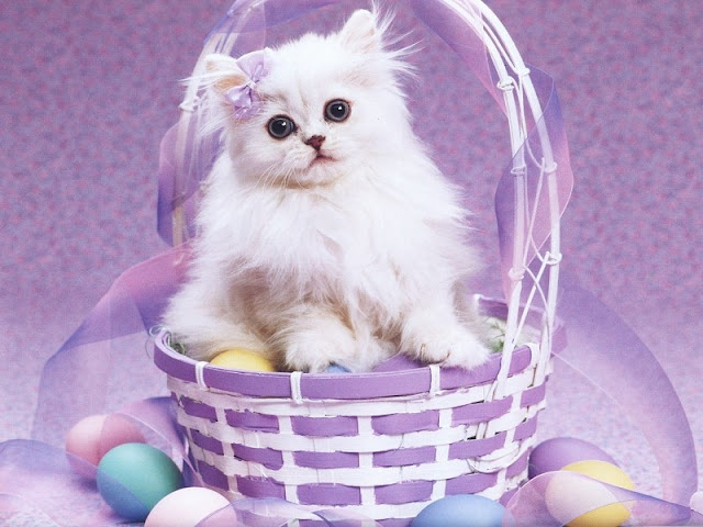 cute cat in basket happy easter