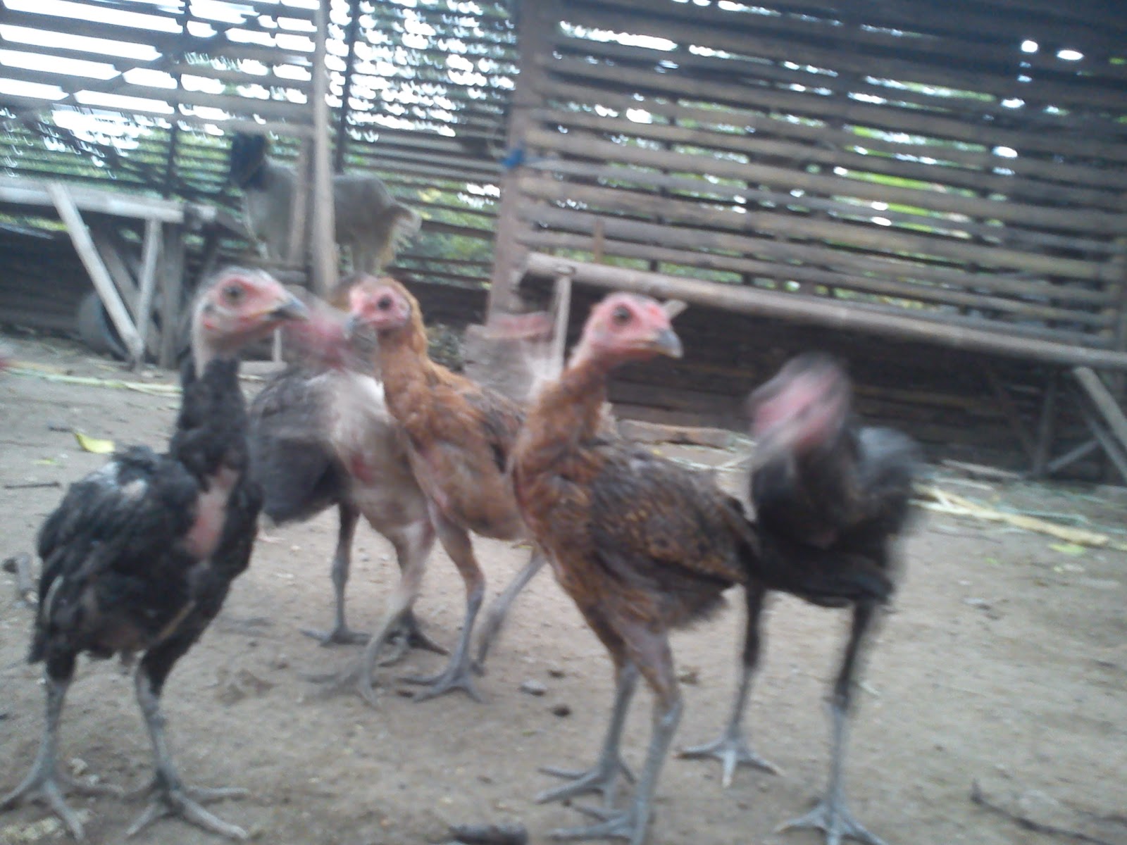 Peternakan Ayam Kampung Terbaik Gambar Bakal Jago Betina Dewasa Anakan
