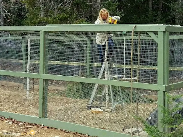 How to Build a Predator-Proof Chicken Run - Fresh Eggs Daily® with Lisa  Steele