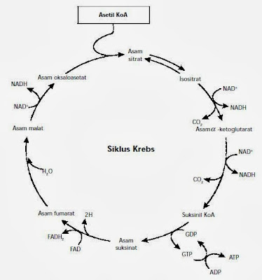 Bagan siklus Krebs Bagan siklus Krebs