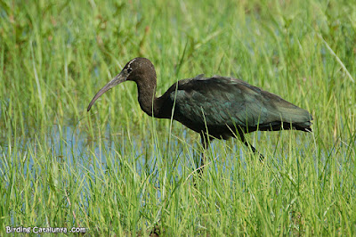 Capó reial (Plegadis falcinellus)