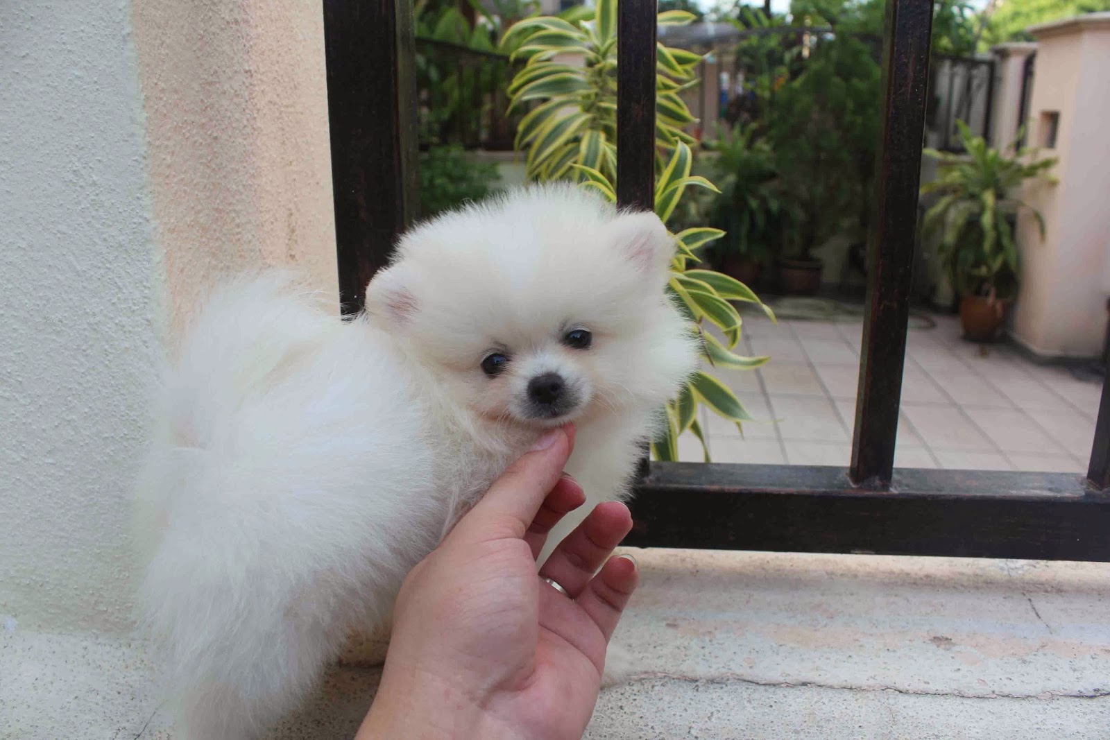 LovelyPuppy: 20131023 Mini White Pomeranian Puppy
