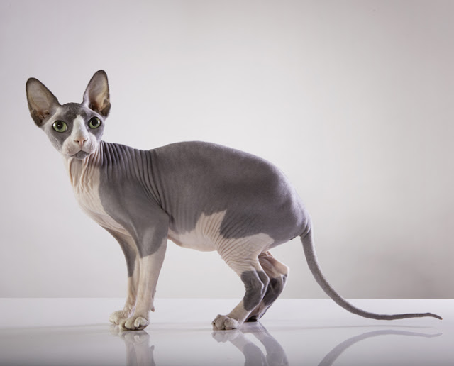 Four Cаnаdіаn Cat Brееdѕ Cat Lovers Should Knоw sphynx pets%2Babs - Four Cаnаdіаn Cat Brееdѕ All Cat Lovers Should Knоw