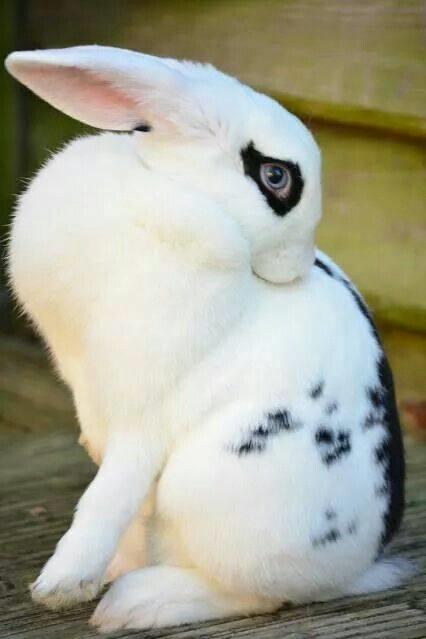 Dwarf Hotot, loài thỏ "kẻ mắt" dễ thương nhất thế giới