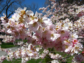 Prunus Accolade Japanese Flowering Cherry sakura blooms at Mount Pleasant Cemetery by garden muses--not another Toronto gardening blog