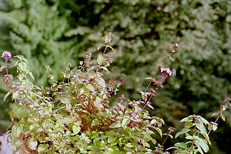 Oregano Wild Marjoram Origanum Vulgare Cooking Signature