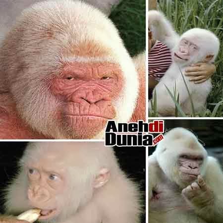 Binatang Albino Di Dunia Berita Aneh Unik Dan Menarik