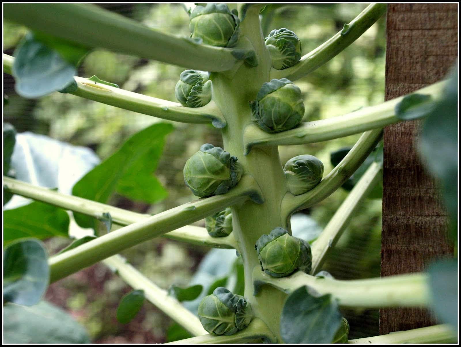 Mark�s Veg Plot Brussels Sprouts