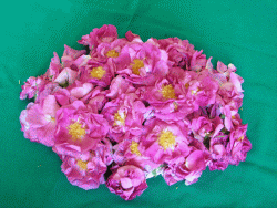 Dulceaţă din petale de trandafiri - Rózsadzsem