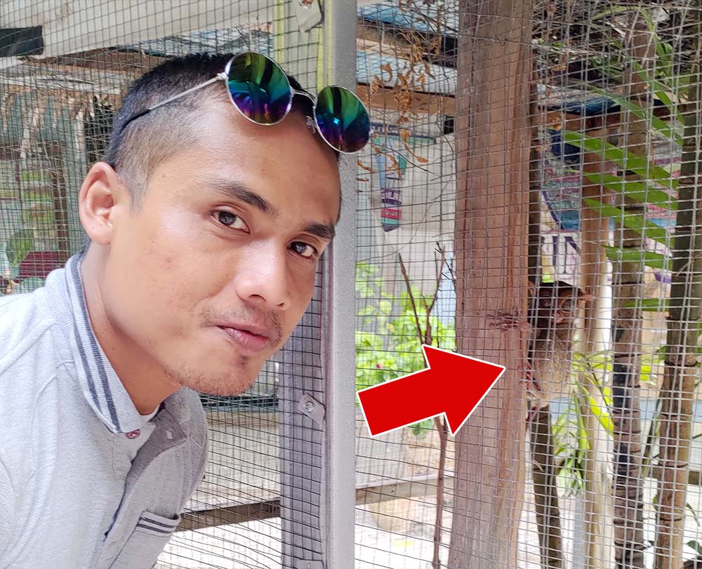 Ketemu Tarsius, Hewan Langka dan Unik di Belitung Timur, tarsius belitung tour  tarsius tarsier  manfaat tarsius  tarsier belitung  tarsius endangered  jual tarsius