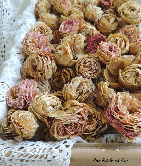 Rose Petals and Rust dried roses...