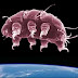 Aparecen Bacterias Mutantes y causan Alerta en la Estacion Espacial Internacional
