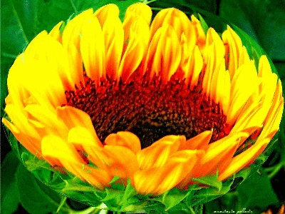 Image result for dancing sunflowers gif