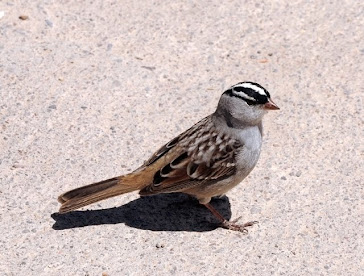 White-crowned Sparrow 053