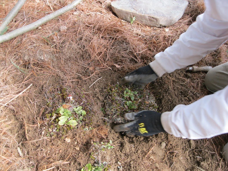 Plants and Stones Transplanting Wild Arbutus
