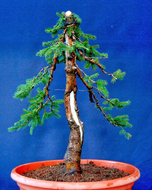 Jupp`s Bonsai Blog Gemeine Fichte, Picea abies