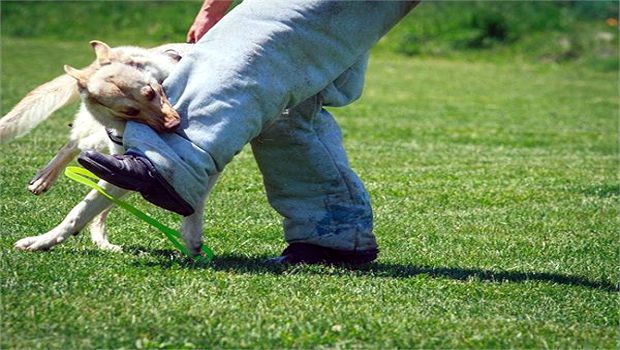 कुत्ते के काटने का आयुर्वेदिक इलाज ! कभी भी आपके काम आ सकता है, Ayurvedic treatment of dog bite कुत्ते के काटने का आयुर्वेदिक इलाज ! कभी भी आपके काम आ सकता है, Ayurvedic treatment of dog bite