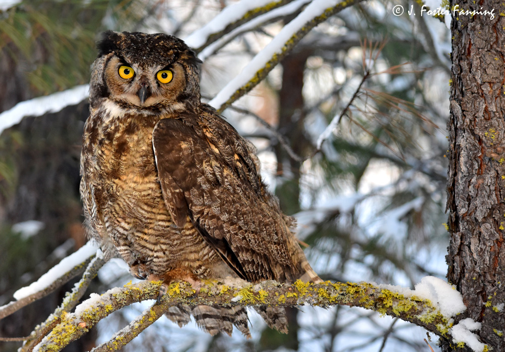 Ferry County, Washington State, U.S.A. Great Horned Owl of Ferry County