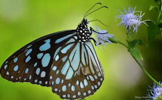 sfondo farfalle