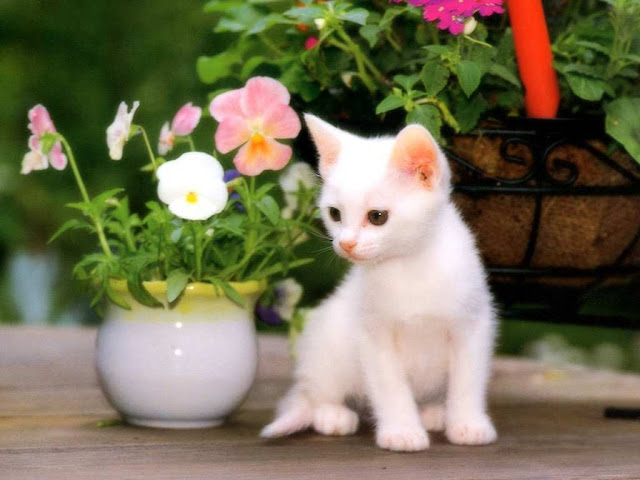 (HQ/HD/3D): Cute Cats HD Wallpapers