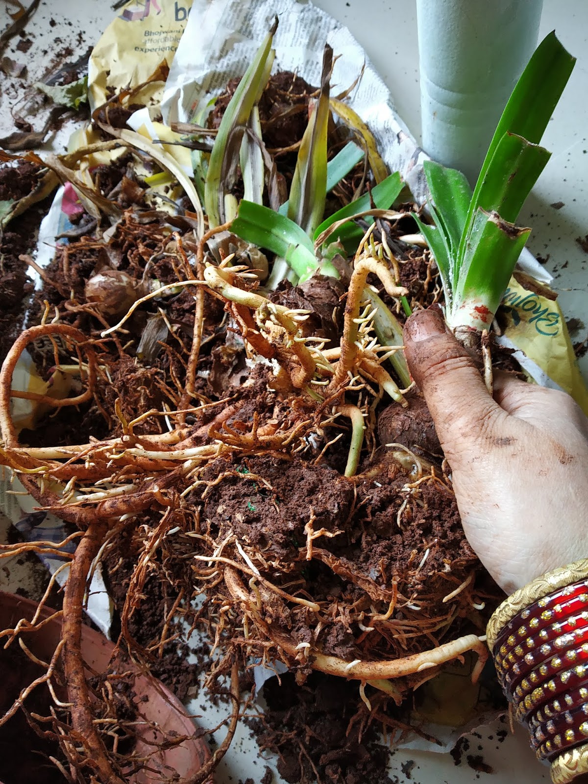 Garden Care Simplified How to save bulb from rotting Transplanting