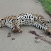 FOTO - Filhote de onça pintada é atropelada e morre