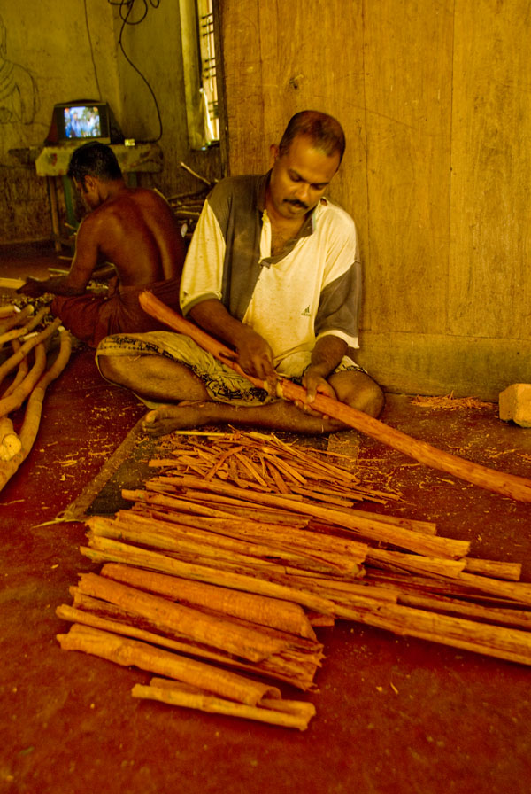 InvestSriLanka Ceylon Cinnamon Enjoy Global Demand and Account for