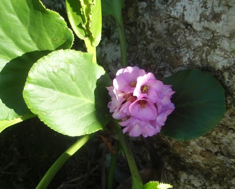 Hortensia de invierno (Bergenia)