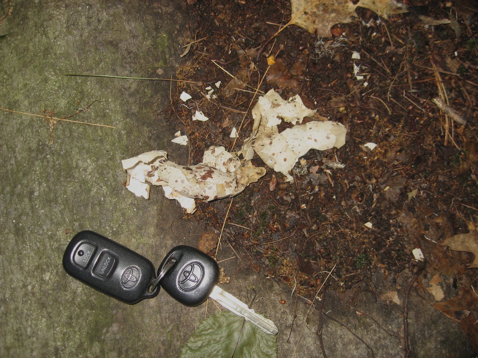 Animal Trackers of New England Turkey Vulture Nest and Roost