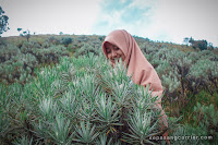 Pendakian Gunung Merbabu Via Selo