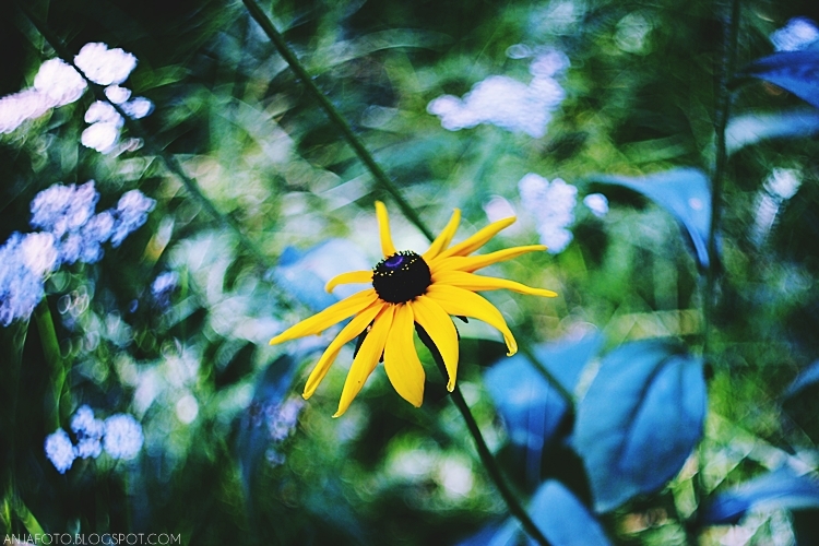 rudbekia, kwiaty, fotografia kwiatów, canon 50mm 1.4, bokeh, bokeh photography
