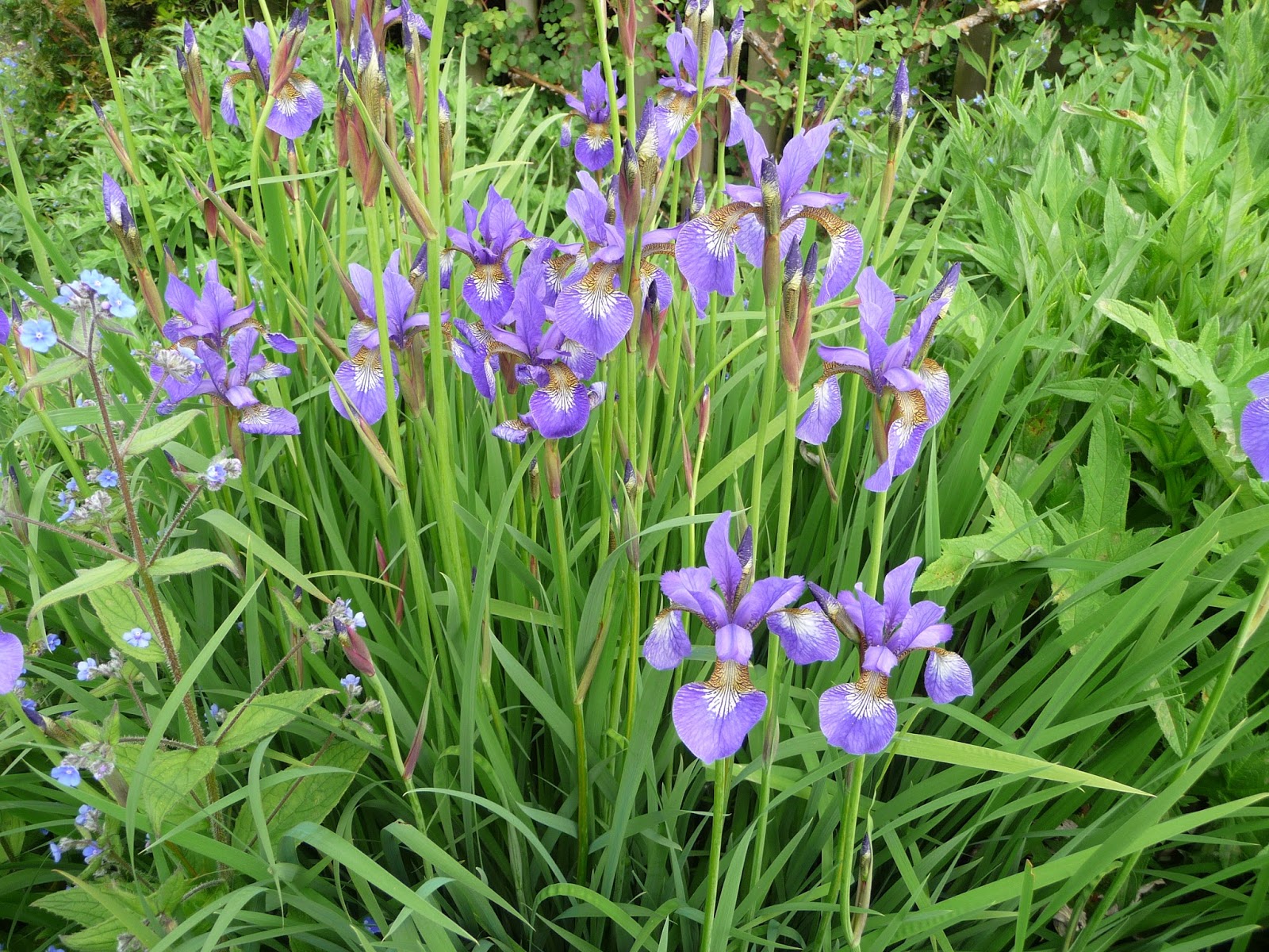 japanese-iris.jpg