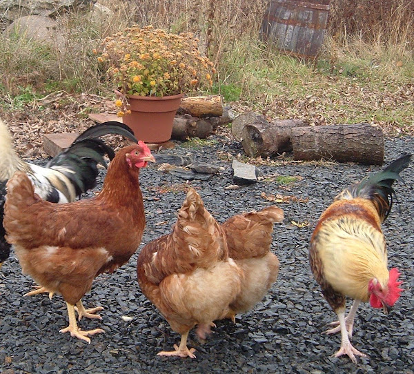 Poultry Raising