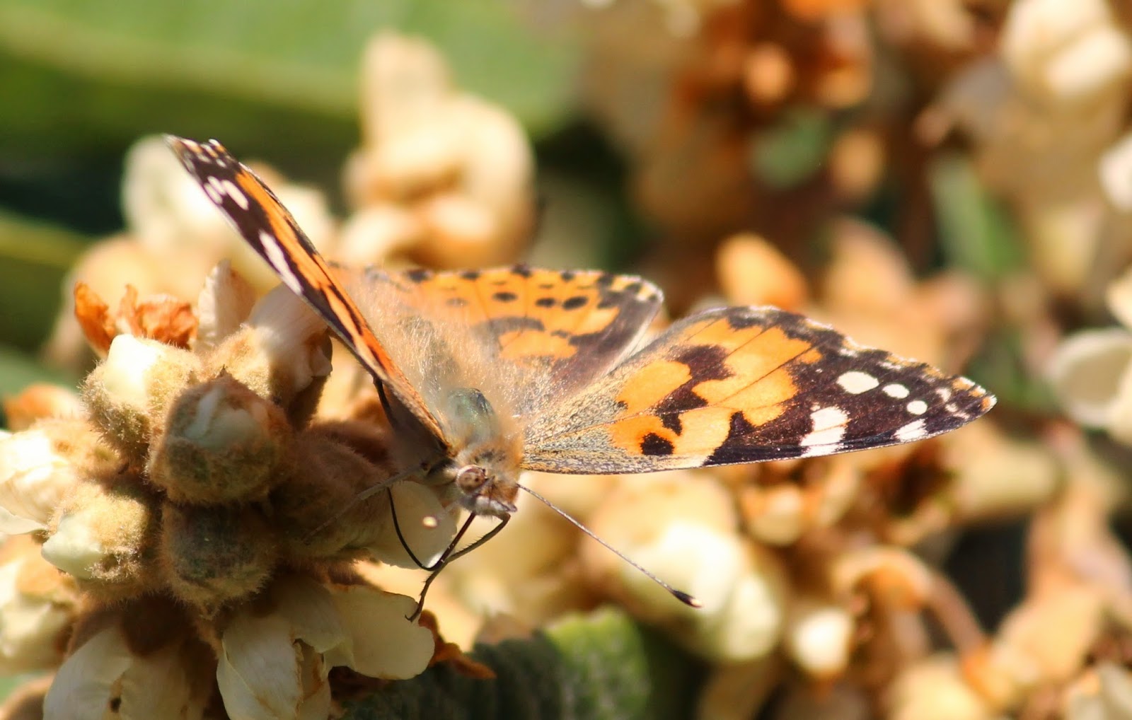MARIPOSA SOBRE NÍSPERO