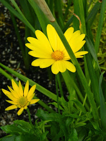 Voltage yellow osteospermum African daisy Centennial Park Conservatory 2015 Spring Flower Show by garden muses-not another Toronto gardening blog