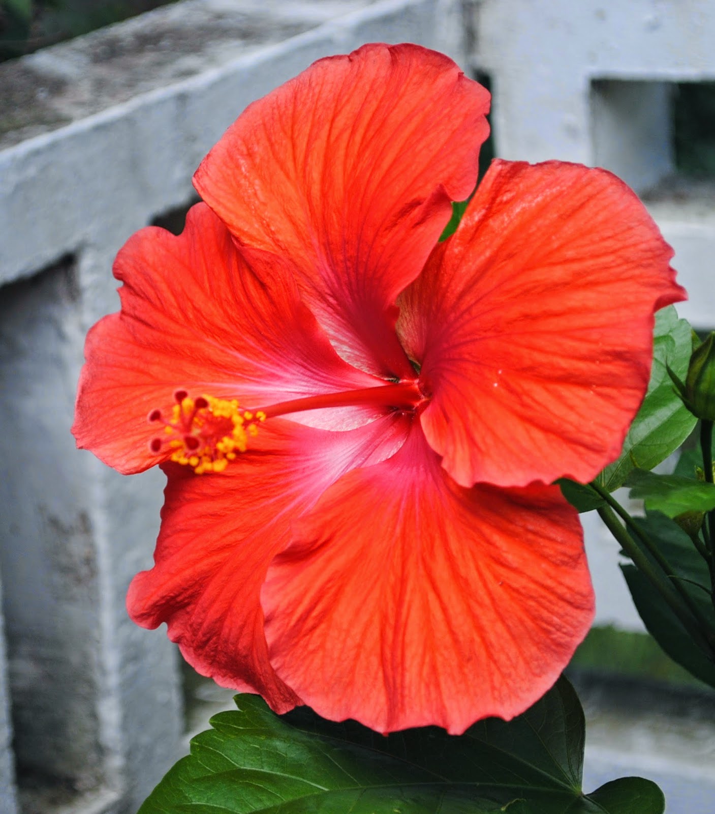 La meiga y su caldero: La Flor de Hibiscus en la Cocina