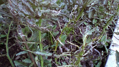 Broad beans pest eaten garden review of 2017 Green Fingered Blog