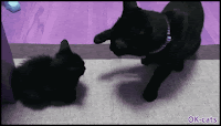 Art Cat GIF • Black Mama Cat and her black Kitten. Magic and slow head boops.