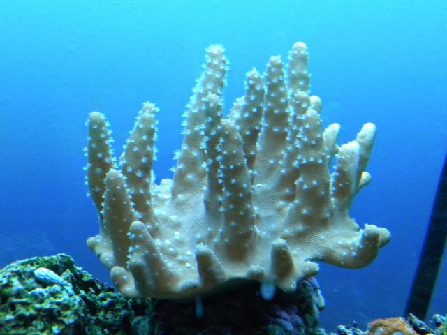 660 Gambar Hewan Porifera Dan Ciri Cirinya Terbaru