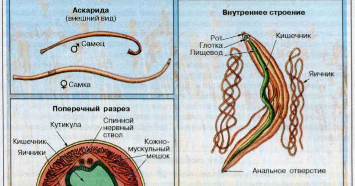 Строение внутренних паразитов. Внутреннее строение аскариды человеческой. Круглые черви аскарида человеческая. Внешнее строение лошадиной аскариды. Тип круглые черви аскарида человеческая.