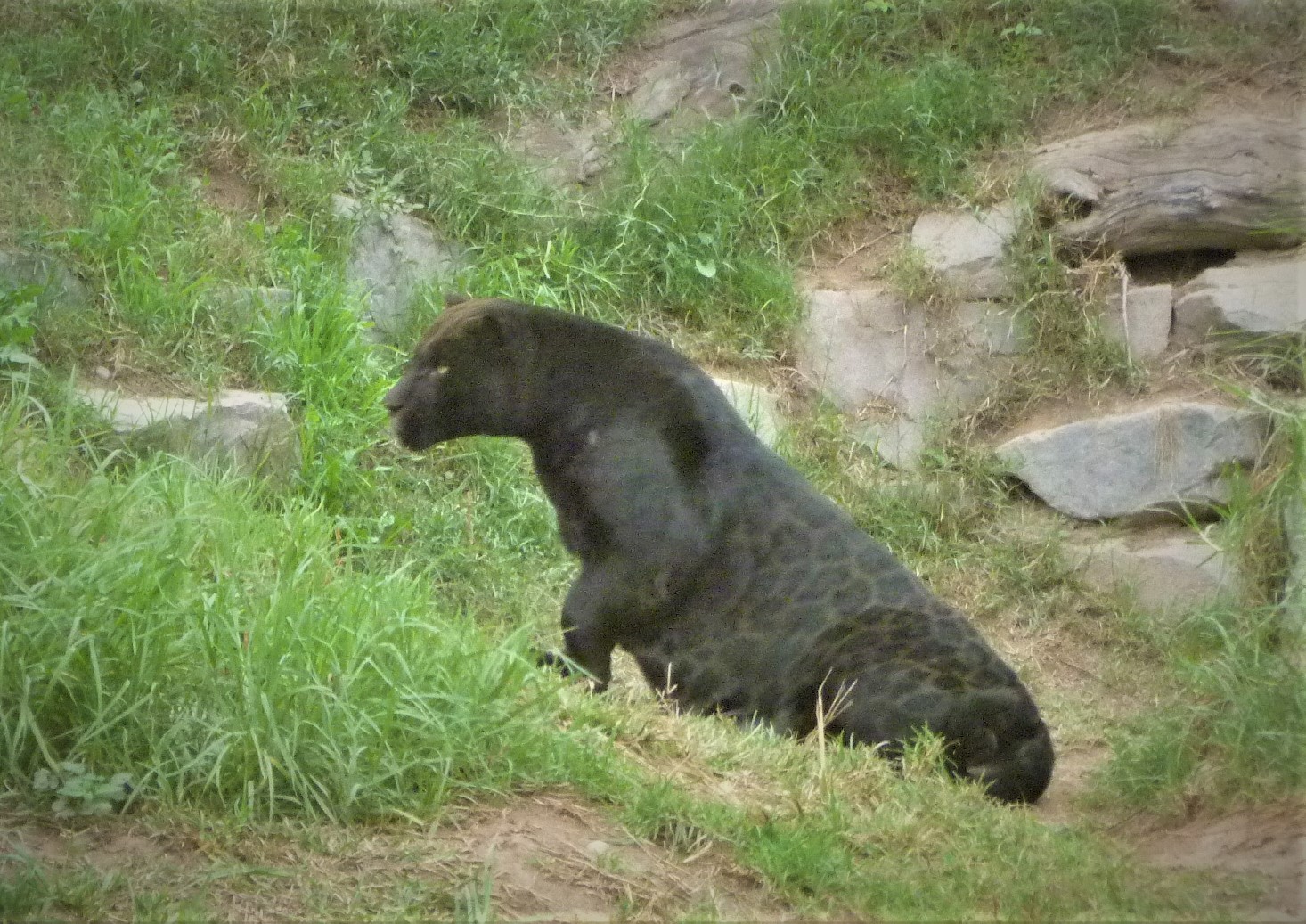 OTORONGO NEGRO