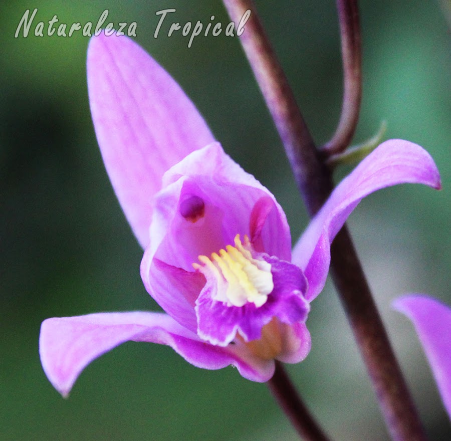 Flor característica de la Orquídea de Autopista o Candelaria, Bletia purpurea