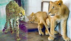 nehru-zoo-new-lion-leopard