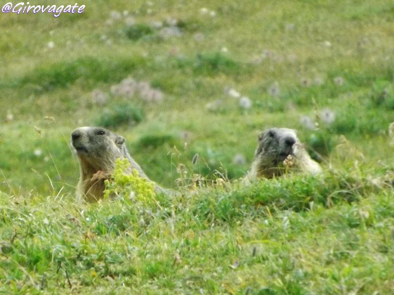 marmotte Nivolet Gran Paradiso Piemonte