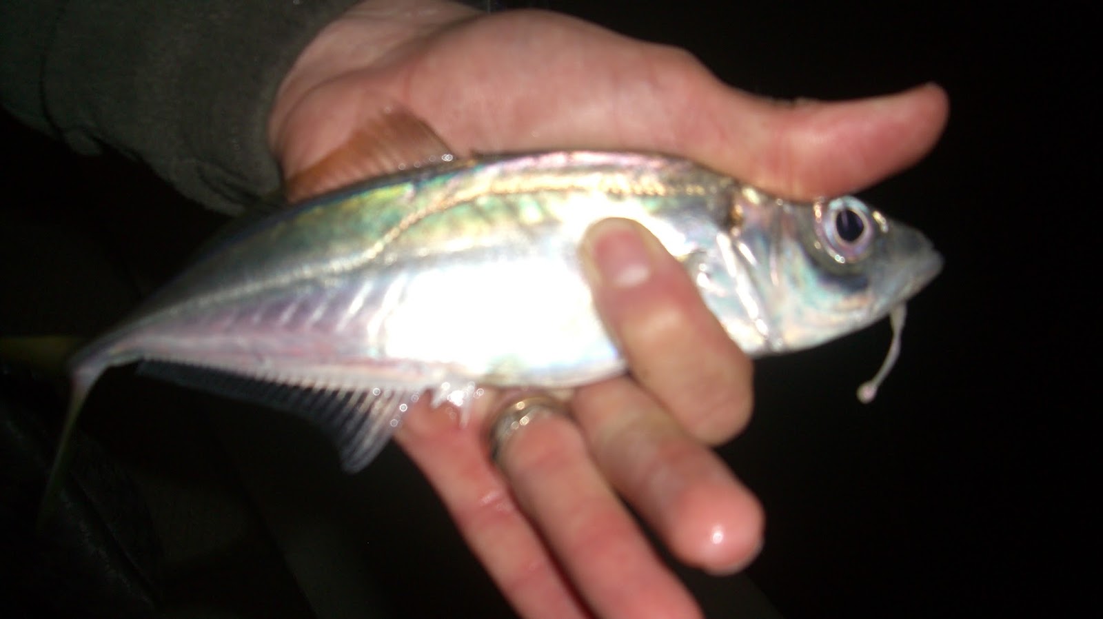 Traina Artificiale Per Pesca Al Serra - Laccio Piombato 45cm 30gr - Esche Artificiali Mare