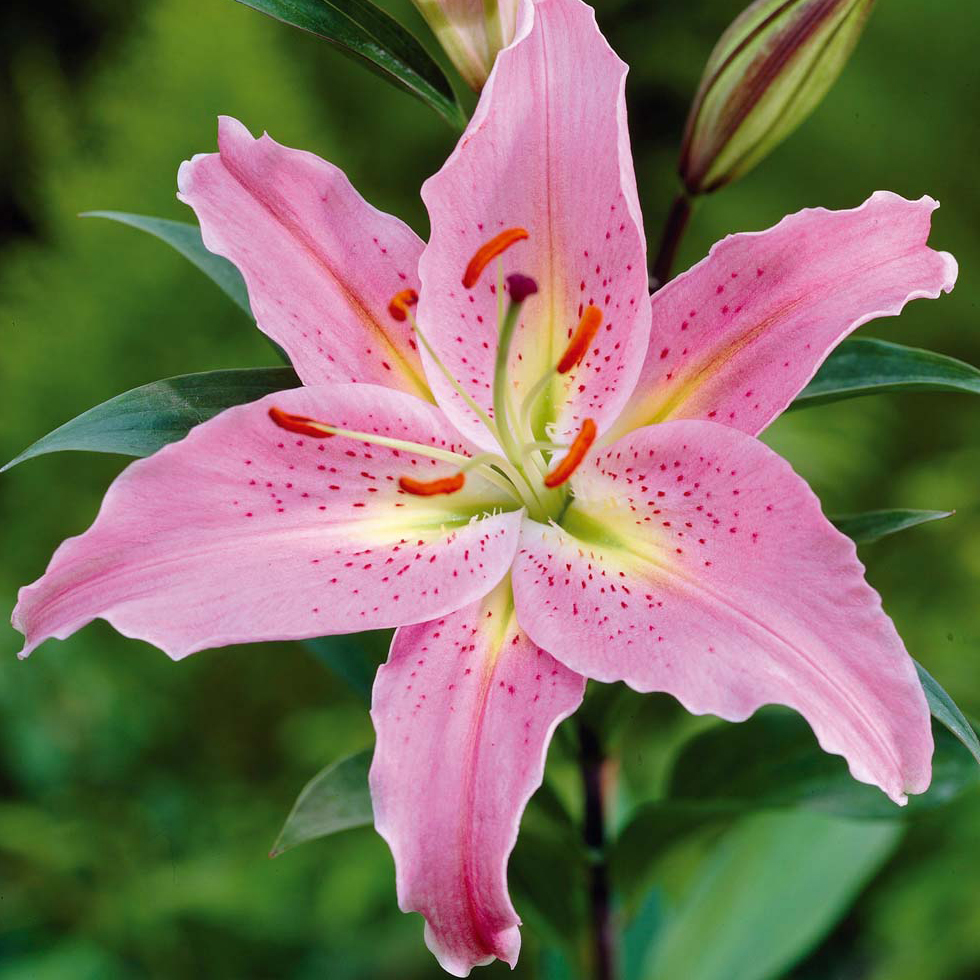 List 94+ Pictures Pictures Of Lily Plants Stunning