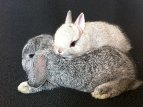 Rabbits for sale in Singapore!: (sold) 1month super small rarest lilac ...